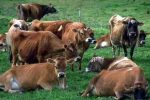 Nuôi 10 con bò cần trồng bao nhiêu cỏ?