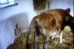 Cách điều trị bò bị tiêu chảy bỏ ăn làm sao hết?