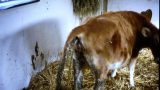 Cách điều trị bò bị tiêu chảy bỏ ăn làm sao hết?
