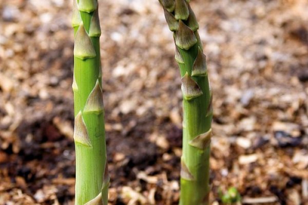 Hướng dẫn cách trồng và chăm sóc măng tây trong chậu cực dễ