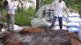 Cách ủ phân chuồng với nấm đối kháng Trichoderma bón cây cam