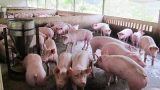 Hết bệnh Dịch tả lợn Châu Phi trên địa bàn tỉnh Quảng Trị