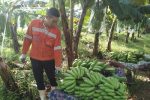 Tại Hà Nội thành công mô hình trồng chuối già Nam Mỹ theo hướng VIetGap