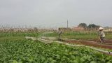 Nông dân thu lợi nhuận 420 triệu từ sản xuất rau sạch