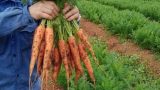 Tác dụng của cà rốt với sức khỏe con người mà bạn chưa biết
